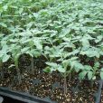 寶砧5號 寶砧5號