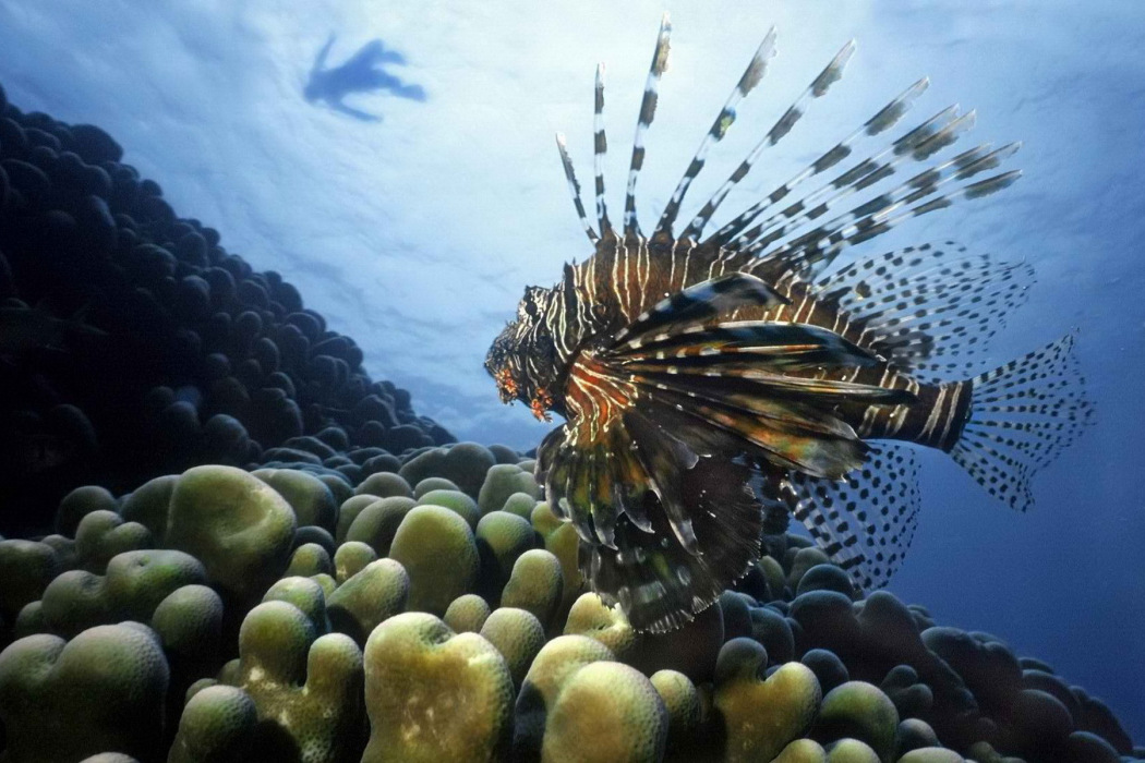 獅子魚屬 獅子魚屬