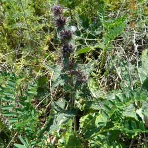Phlomoides hybrida