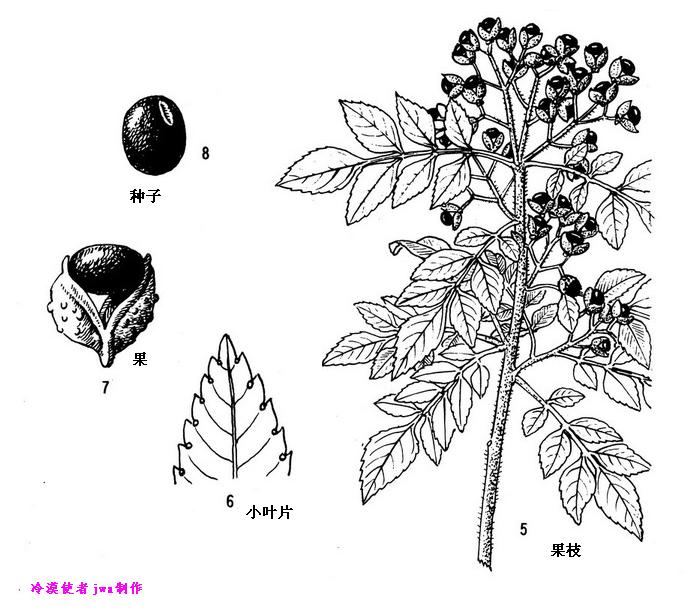微柔毛花椒(圖1)