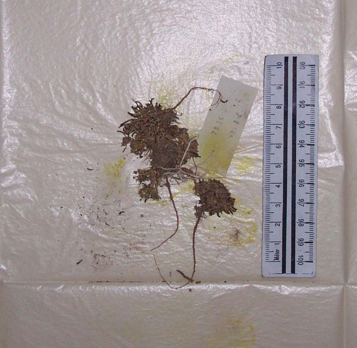 雙脊薺屬 雙脊薺屬