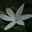 粗梔子 粗梔子