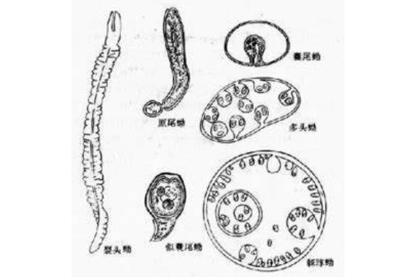 盤首屬 盤首屬