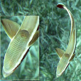 長印魚 長印魚
