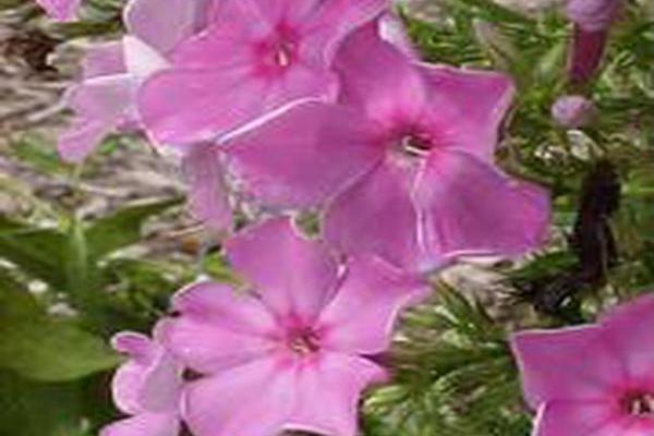 Phlox paniculata \x27Shortwood\x27