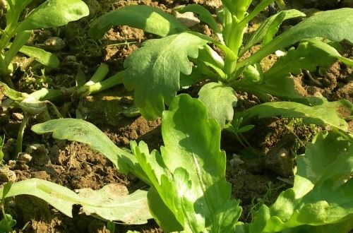平葉苔屬 平葉苔屬