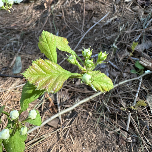 Crataegus nananixonii