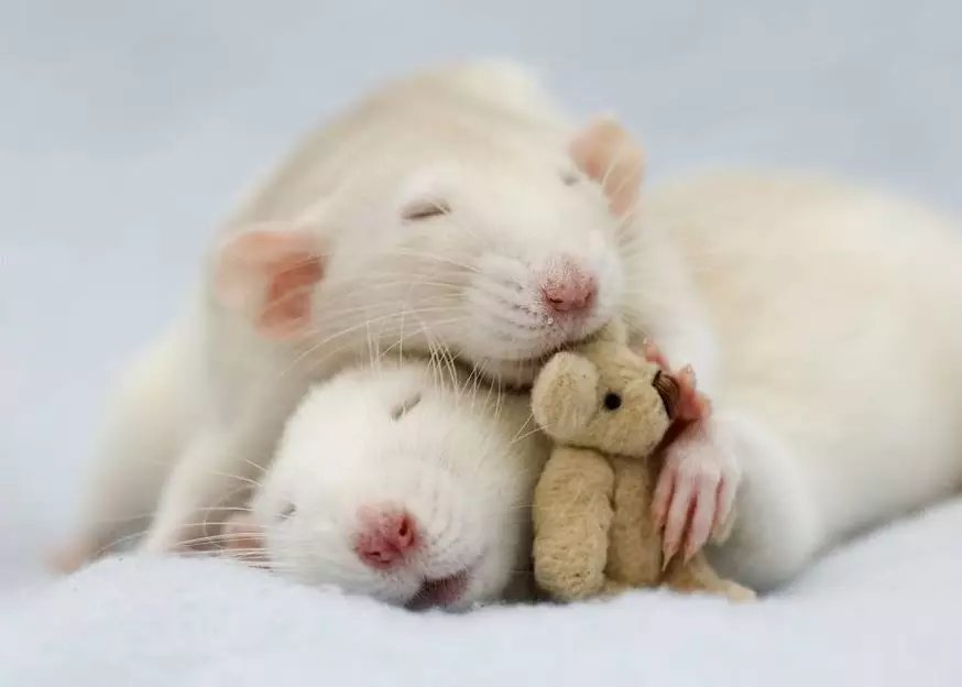 動物睡覺會做夢嗎？會，而且還很複雜，與記憶有關
