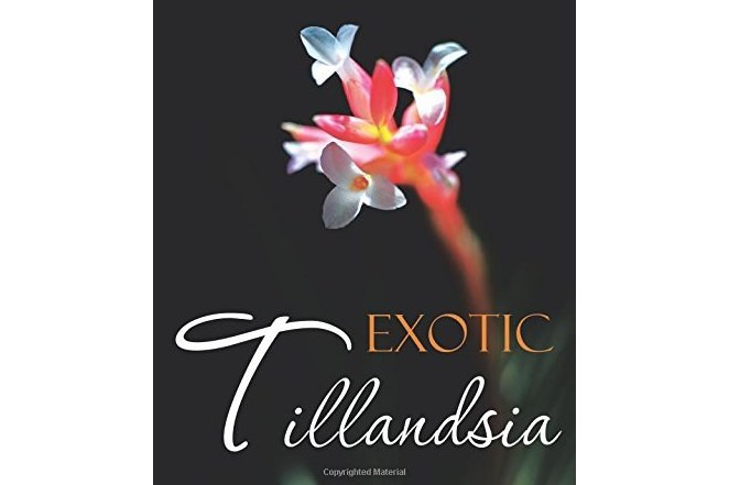 Exotic Tillandsia Exotic Tillandsia