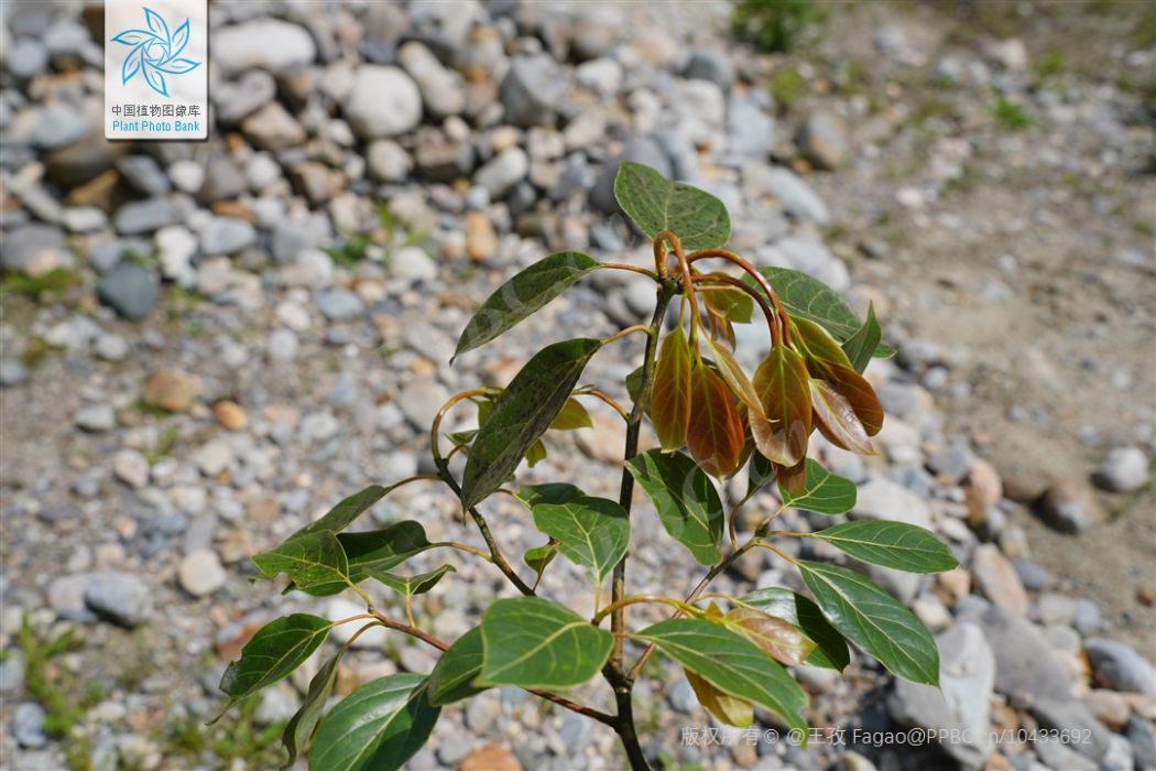 華檫木 華檫木