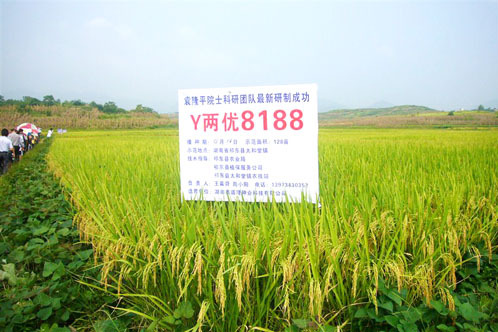 Y兩優8188(國審稻2015017) Y兩優8188(國審稻2015017)