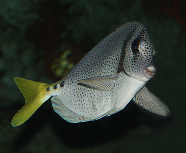 點紋多板盾尾魚Prionuruspunctatus