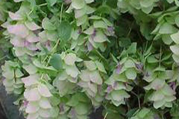 Origanum \x27Kent Beauty\x27