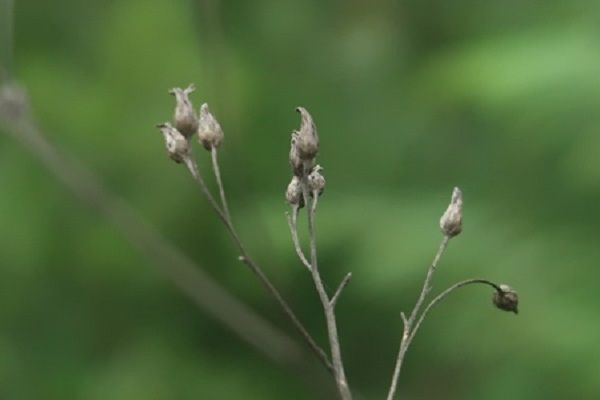 狹翼風毛菊 狹翼風毛菊