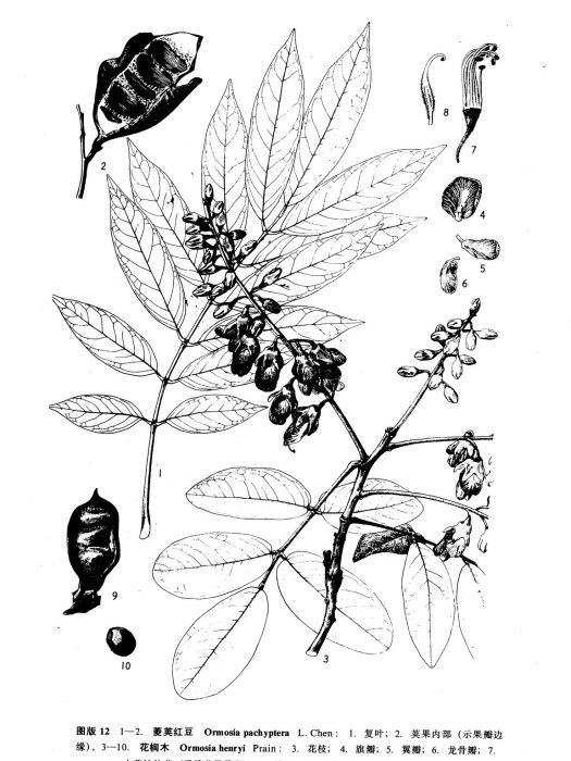 菱莢紅豆 菱莢紅豆