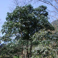硬毛山香圓 硬毛山香圓