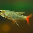 紅尾玻璃魚 紅尾玻璃魚