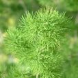 天冬草 天冬草