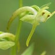 蜻蜓蘭(蜻蜓蘭) 蜻蜓蘭(蜻蜓蘭)