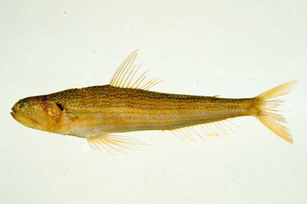 革狗母魚 革狗母魚