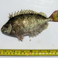 藍刺子魚 藍刺子魚