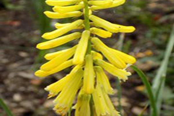 Kniphofia \x27Lemon Popsicle\x27 Kniphofia \x27Lemon Popsicle\x27