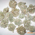 雞腳刺(雞腳刺) 雞腳刺(雞腳刺)