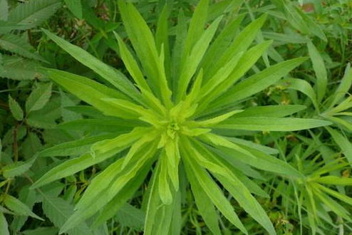 鰂魚膽草 鰂魚膽草