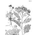 灰葉女蒿 灰葉女蒿