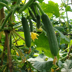 黃瓜(葫蘆科黃瓜屬植物)