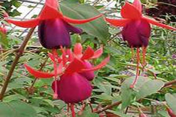 Fuchsia (group) Fuchsia (group)