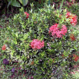 龍船花(賣子木) 龍船花(賣子木)