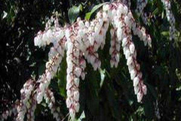 Pieris japonica Pieris japonica