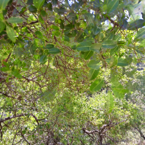 Schinus meyeri
