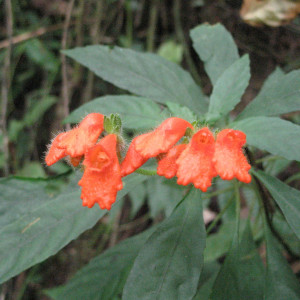 Gasteranthus diverticularis