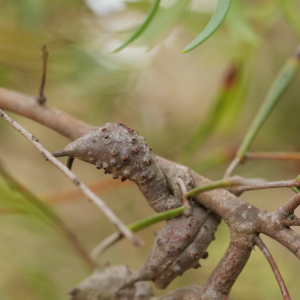 Hakea varia