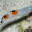 雙印龍魚 雙印龍魚