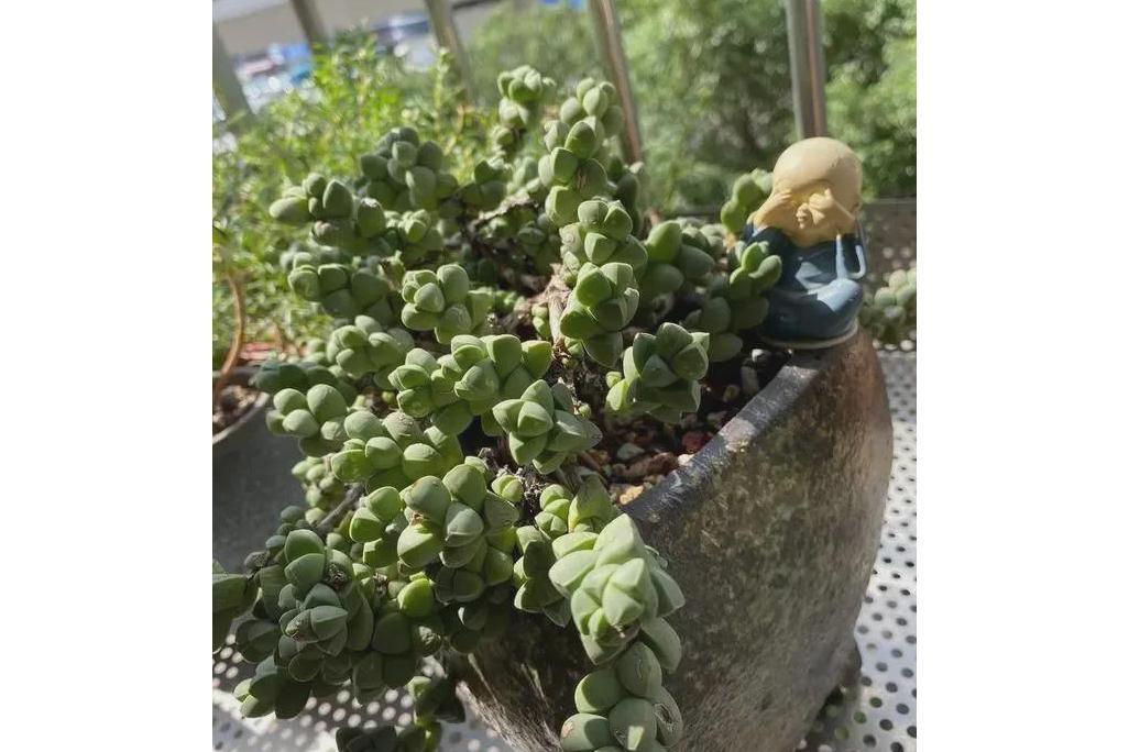 少葉鹿藥 少葉鹿藥