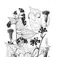 革葉藤菊 革葉藤菊