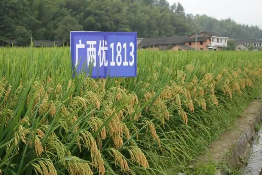 廣兩優1813 廣兩優1813