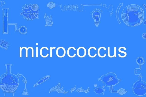micrococcus