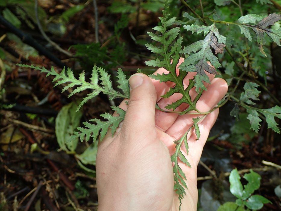 Pteris macilenta