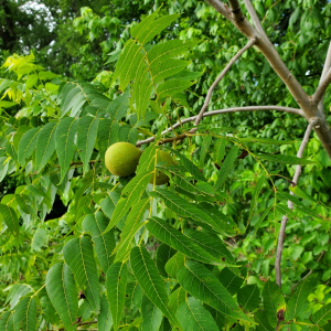 魁胡桃