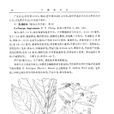 鼎湖紫珠 鼎湖紫珠