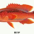 側牙鱸屬