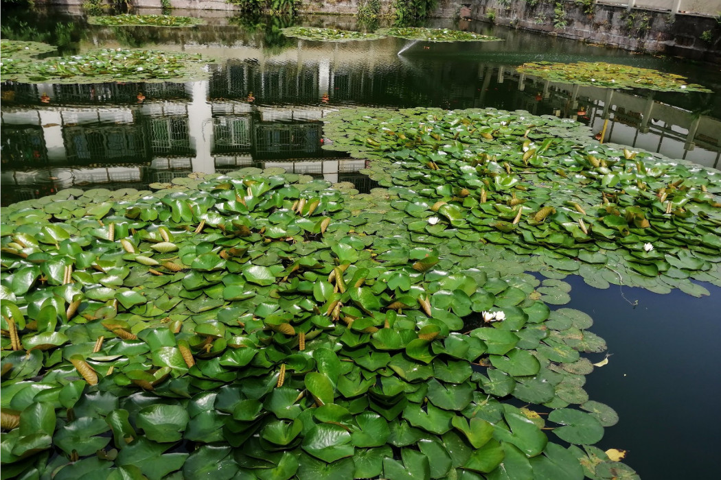 桂香池 桂香池