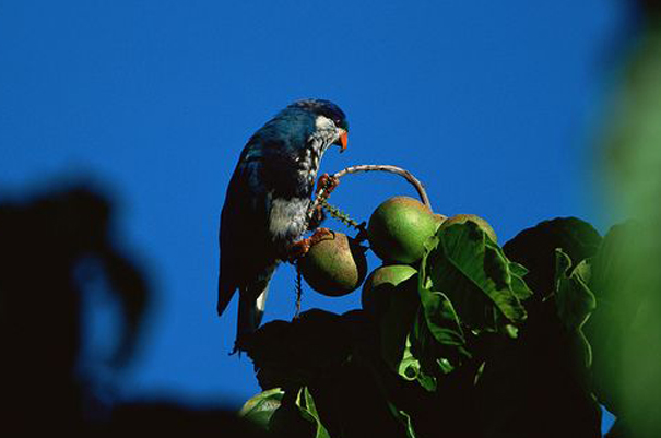 深藍吸蜜鸚鵡(圖4)