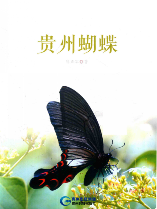 貴州蝴蝶 貴州蝴蝶