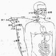 小腸俞穴 小腸俞穴