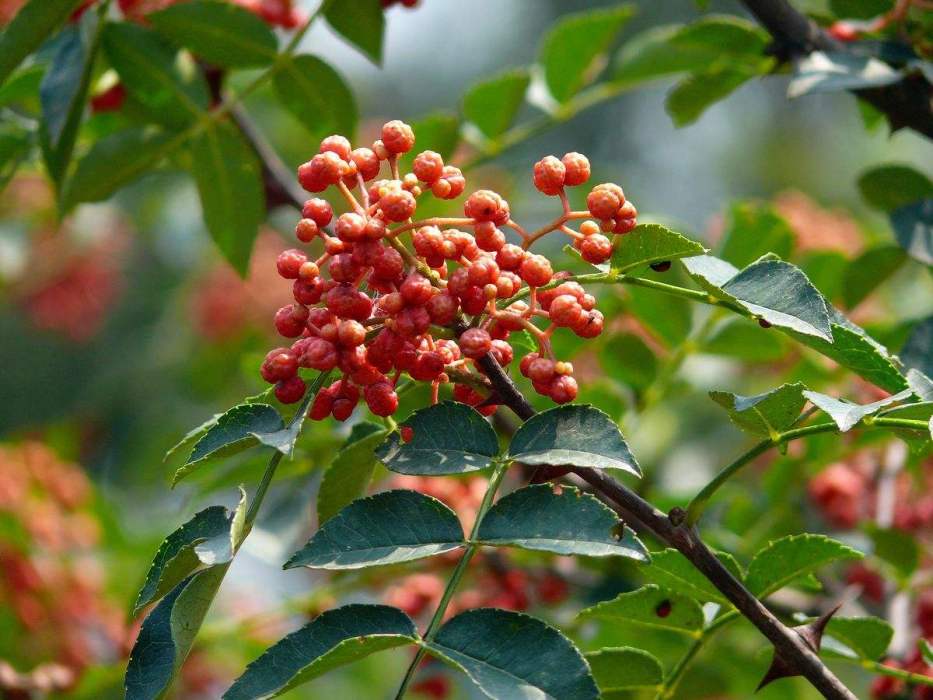 陽城花椒 陽城花椒